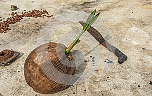 Rusted machete and shooting coconut, Parque EcoturÃÂ­stico. Zihuatanejo, Mexico photo