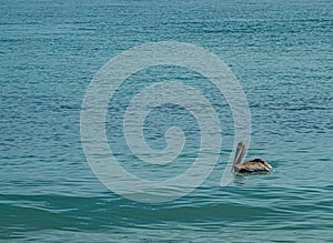 Pelican on water at Playa Larga, Zihuatanejo, Mexico photo