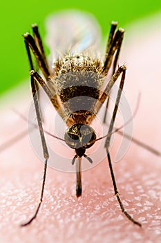 Zika Infected Mosquito Bite on Green Background. Leishmaniasis, Encephalitis, Yellow Fever, Dengue, Malaria Disease, Mayaro or