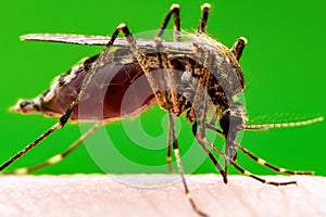 Zika Infected Mosquito Bite on Green Background. Leishmaniasis, Encephalitis, Yellow Fever, Dengue, Malaria Disease, Mayaro or photo