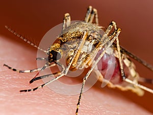 Zika Infected Mosquito Bite. Leishmaniasis, Encephalitis, Yellow Fever, Dengue, Malaria Disease, Mayaro or Zika Virus Infectious photo