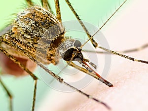 Zika Infected Mosquito Bite. Leishmaniasis, Encephalitis, Yellow Fever, Dengue, Malaria Disease, Mayaro or Zika Virus Infectious photo