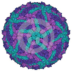 Zika virus. Atomic level structure, determined by cryo-EM. Causes Zika fever. Zika fever in pregnant women is associated with.