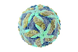 Zika virus, illustration