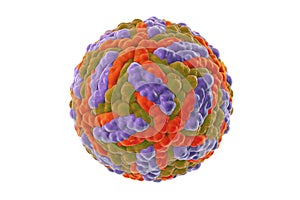 Zika virus, illustration