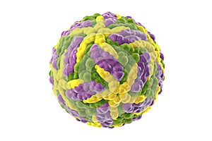 Zika virus, illustration