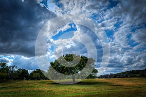 Zilker Park, Austin, Texas with tree photo