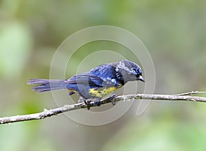 Zilverbrauwbergtangare, Buff-breasted Mountain-Tanager, Dubusia