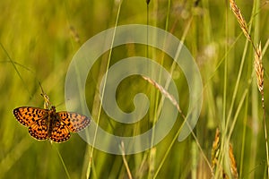 Zilveren Maan, Small Pearl-bordered Fritillary