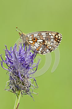 Zilveren Maan, Small Pearl-bordered Fritillary