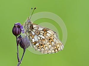 Zilveren Maan, Small Pearl-bordered Fritillary