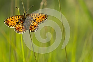 Zilveren Maan, Small Pearl-bordered Fritillary