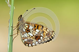 Zilveren Maan, Small Pearl-bordered Fritillary