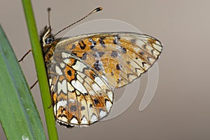 Zilveren Maan, Small Pearl-bordered Fritillary