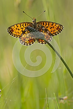 Zilveren Maan, Small Pearl-bordered Fritillary