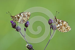 Zilveren Maan, Small Pearl-bordered Fritillary