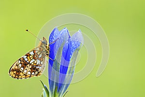 Zilveren maan; Small Pearl-bordered Fritillary; Boloria selene