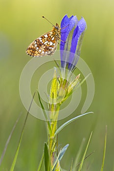 Zilveren maan; Small Pearl-bordered Fritillary; Boloria selene