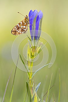 Zilveren maan; Small Pearl-bordered Fritillary; Boloria selene