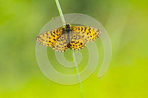 Zilveren maan; Small Pearl-bordered Fritillary; Boloria selene