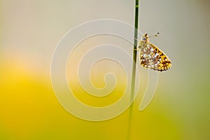 Zilveren maan; Small Pearl-bordered Fritillary; Boloria selene