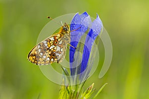 Zilveren maan; Small Pearl-bordered Fritillary; Boloria selene