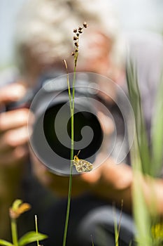 Zilveren maan; Small Pearl-bordered Fritillary; Boloria selene