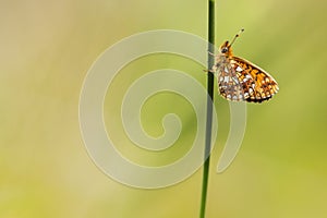 Zilveren maan; Small Pearl-bordered Fritillary; Boloria selene