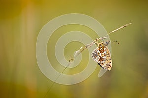 Zilveren maan; Small Pearl-bordered Fritillary; Boloria selene