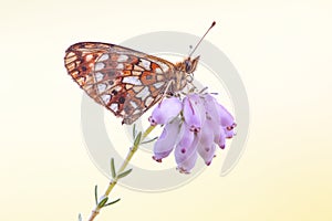 Zilveren maan; Small Pearl-bordered Fritillary; Boloria selene