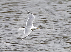 Zilvermeeuw, Herring Gull, Larus argentatus photo