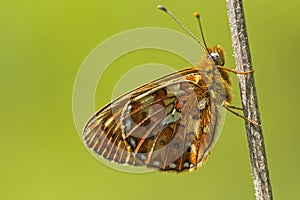 Zilvervlek, Pearl-bordered Fritillary