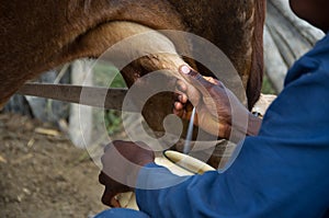 Zimbabwean worker hand-milking a cow