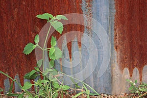 Zinc is made into a fence