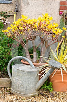 Zinc watering can