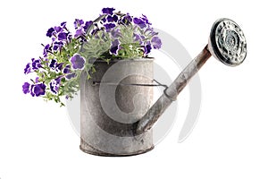 Zinc watering can with petunias