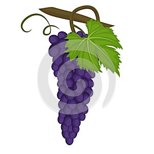 Zinfandel also known as Primitivo grape photo
