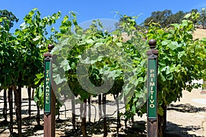 Zinfandel and Primitivo red wine grape variety outdoor signs on metal vertical end post in summer vineyard photo