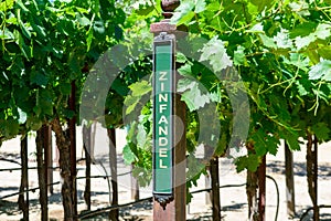 Zinfandel red wine grape variety outdoor sign on wooden vertical end post in summer vineyard