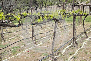Zinfandel Vines and Irrigation Lines