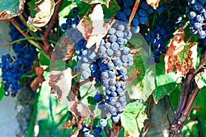 Zinfandel wine grape photo