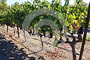 Zinfandel wine grapes ready for harvest in Napa Valley, CA photo