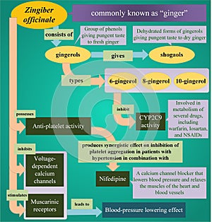 Zingiber officinale and its interaction with a drug