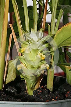 Zingiber officinale Roscoe Flowers