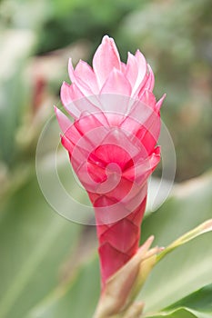 Zingiber officinale Roscoe (ZINGIBERACEAE) (Thai Ginger) photo