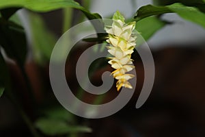 Zingiber officinale yellow flower