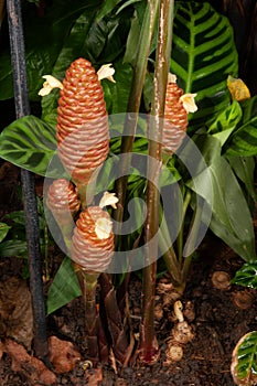 Zingiber ottensii known as zingiberaceae tropical flower.
