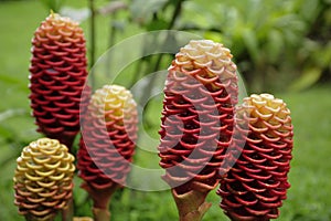 Zingiber spectabile, or beehive ginger, display a palette of red and yellow.