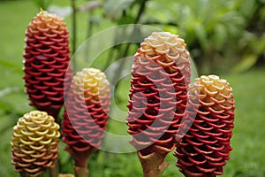 Zingiber spectabile, or beehive ginger, display a palette of red and yellow. photo