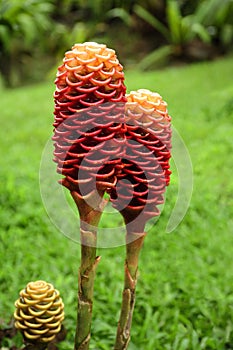 Zingiber spectabile, or beehive ginger. photo